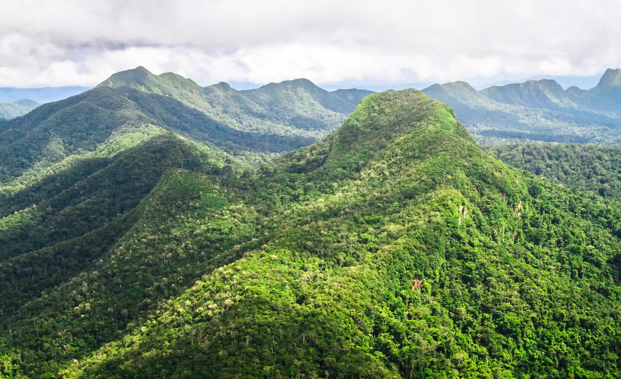 St Belize Primary Forest Cocksomb Basin Shutterstock Kevin Wells