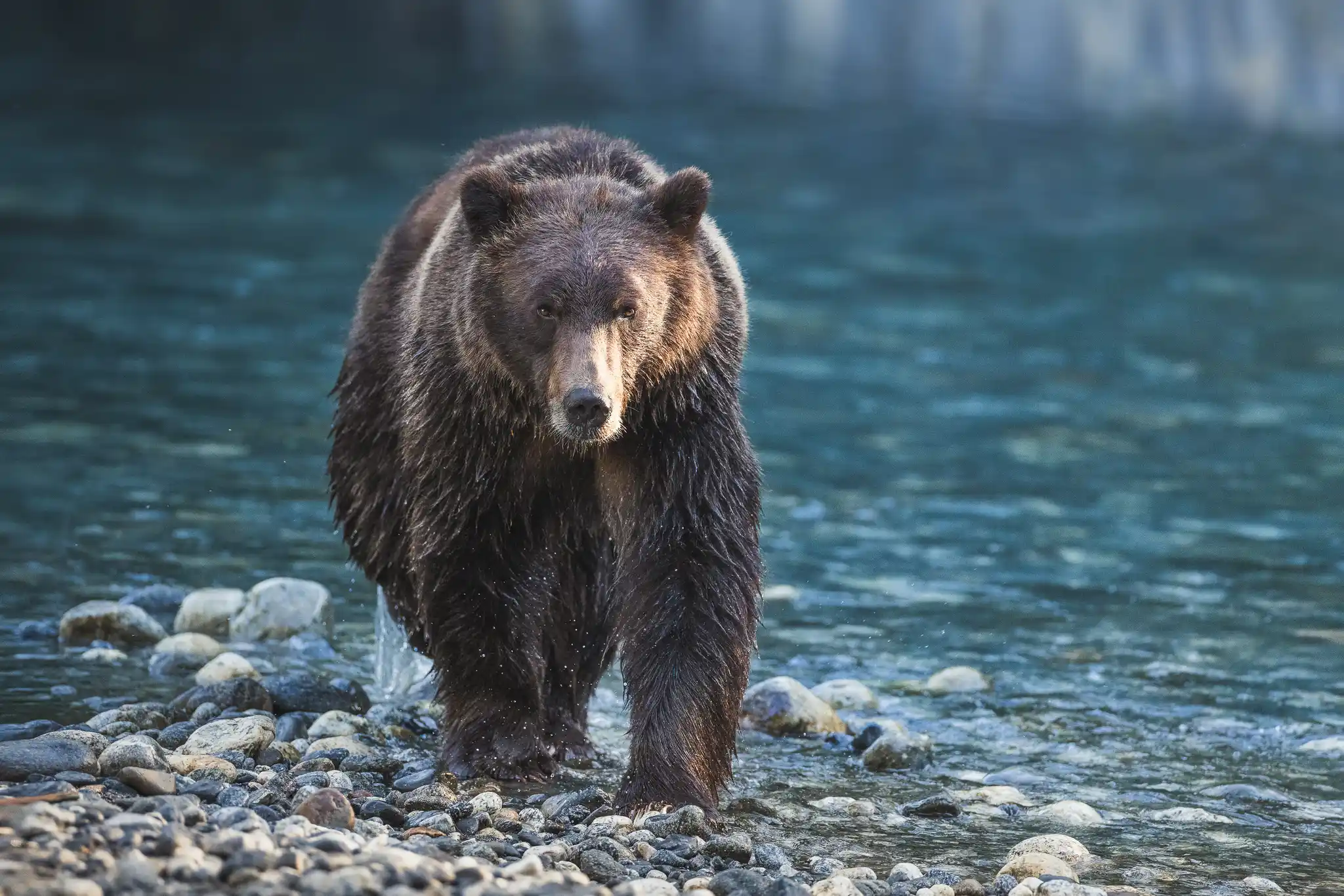 Klahoose Grizzlies Social Size Chase
