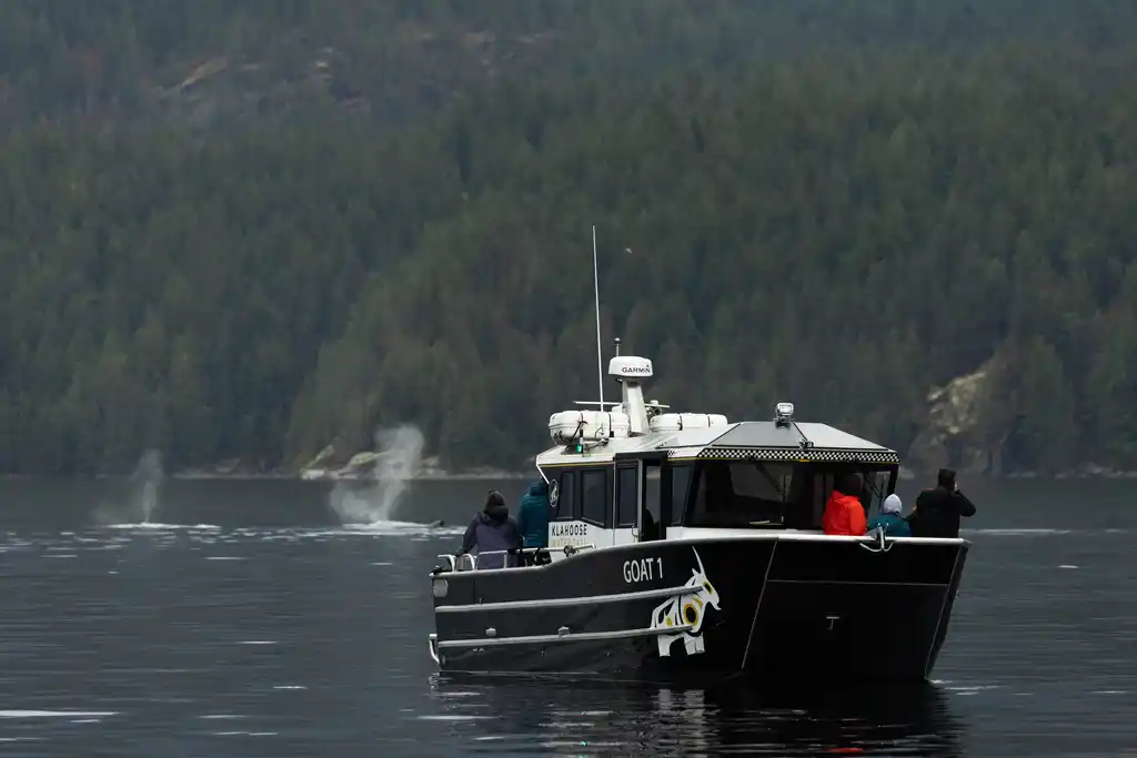 Whale Watching At Klahoose Wilderness Resort