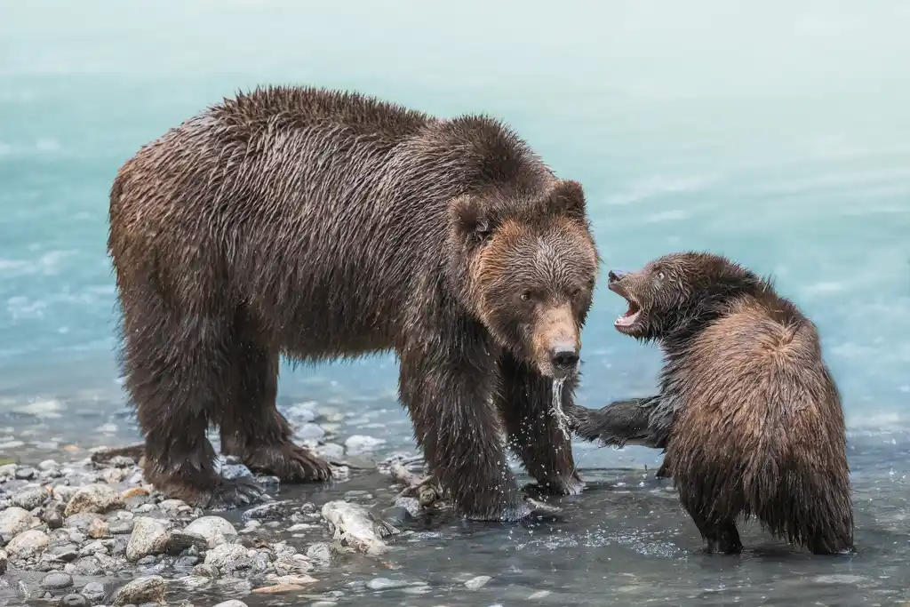 Grizzly Bear Sow And Cub At Klahoose Wilderness Resort