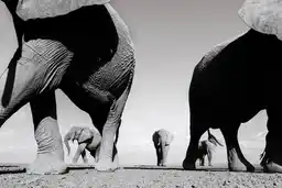 Land Of Giants