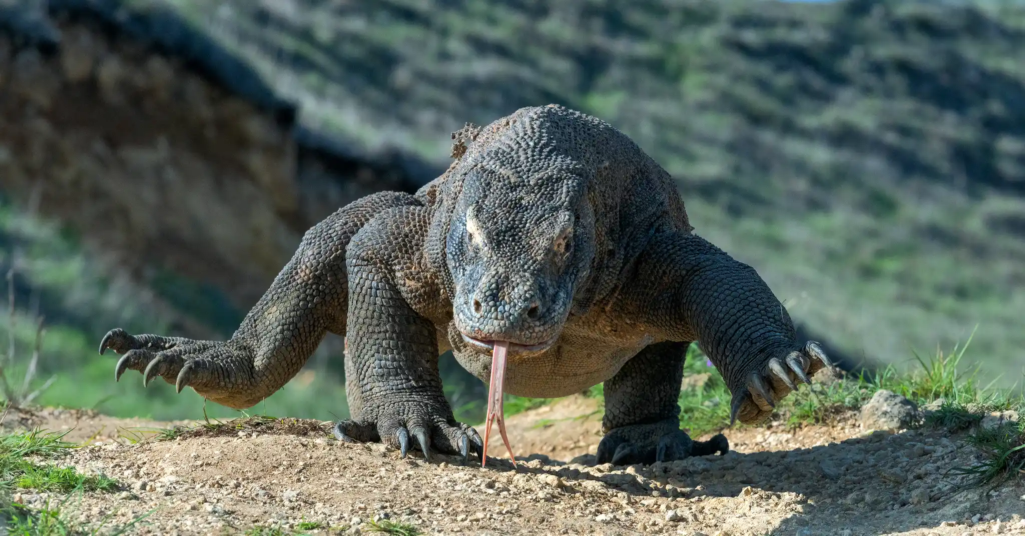Shutterstock Indonesia Komododragon Sergeyuradnikov