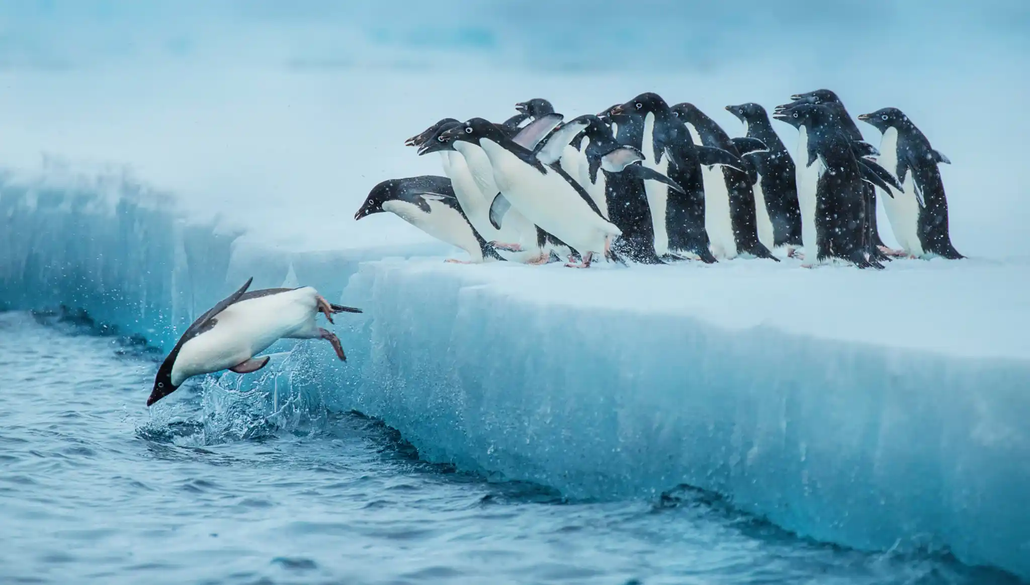 Sl Antarctica Penguins Andrew James