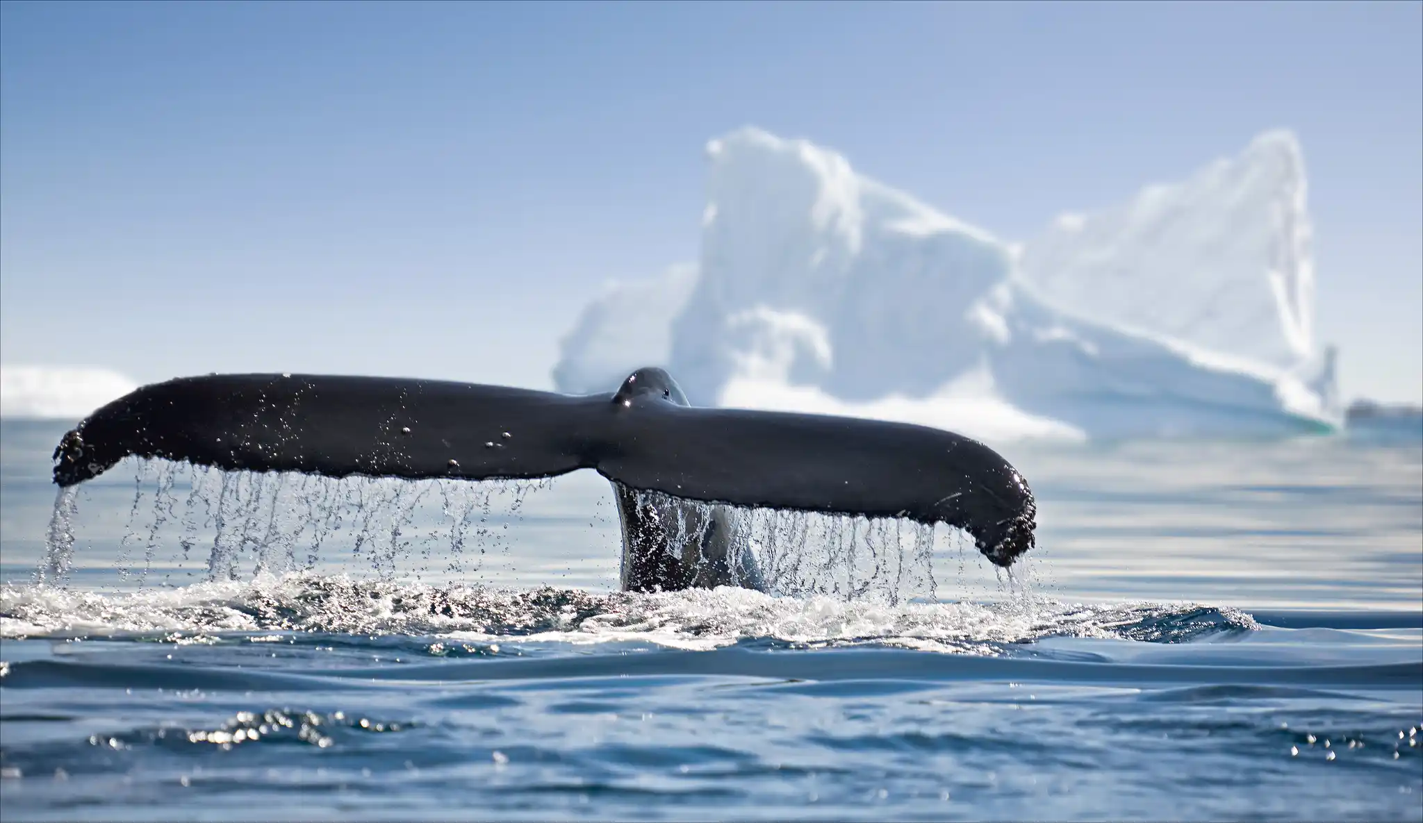 St Antarctica Whale Tail Alexey Suloev