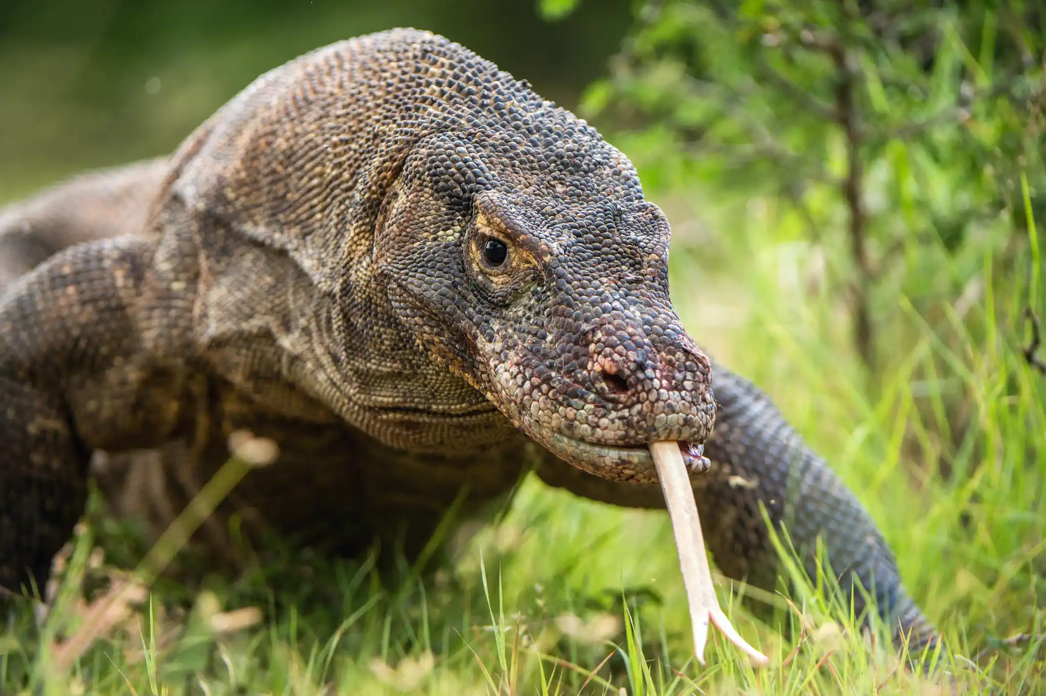 St Indonesia Komodo Dragon Sergey Uryadnikov