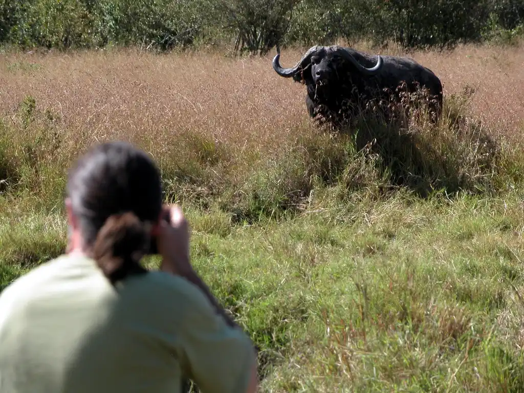 Mara Serian Walking Safaris Buffalo