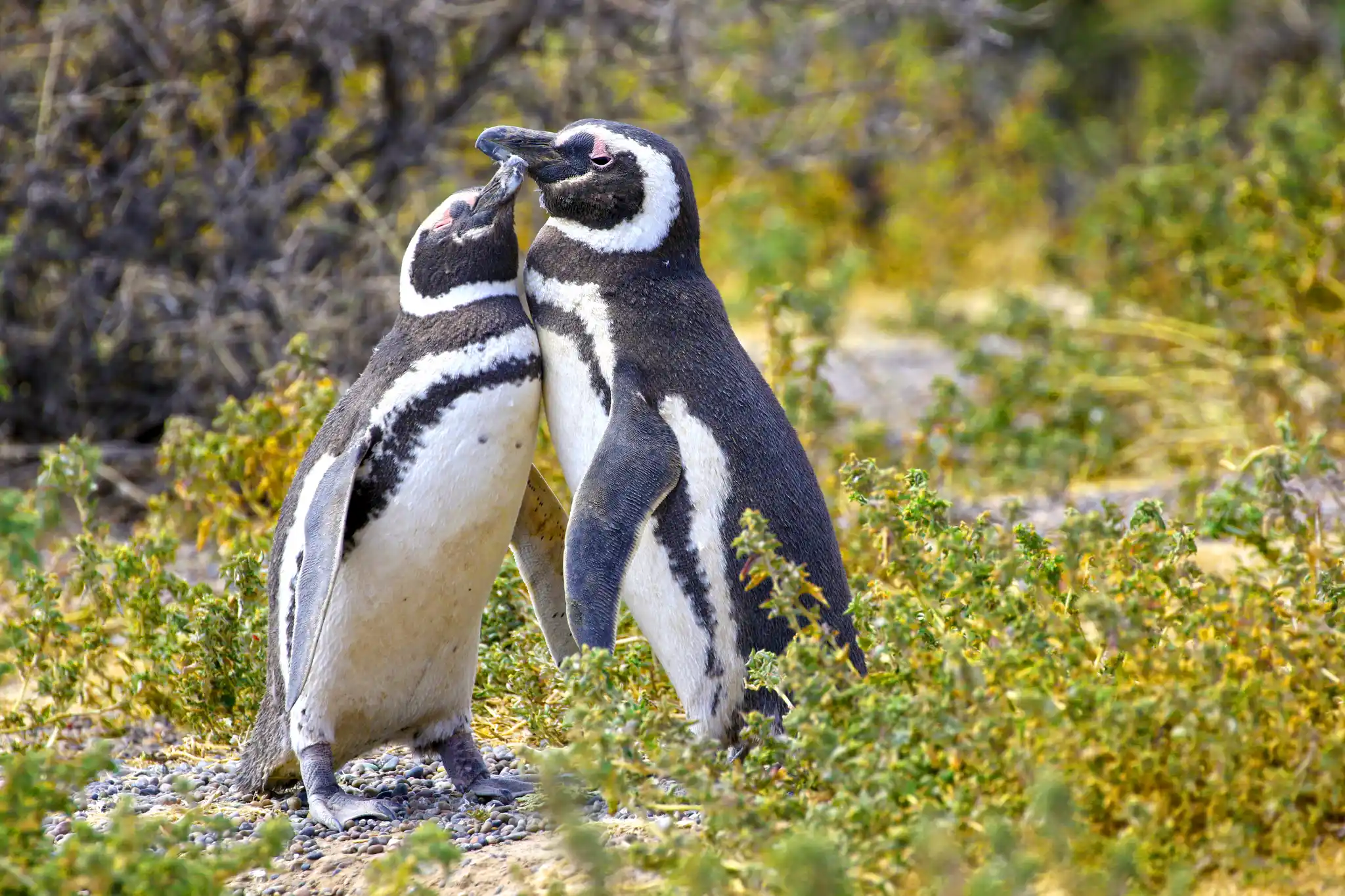 St Argentina Magelannic Penguins Punta Tombo Shutterstock Birdiegal