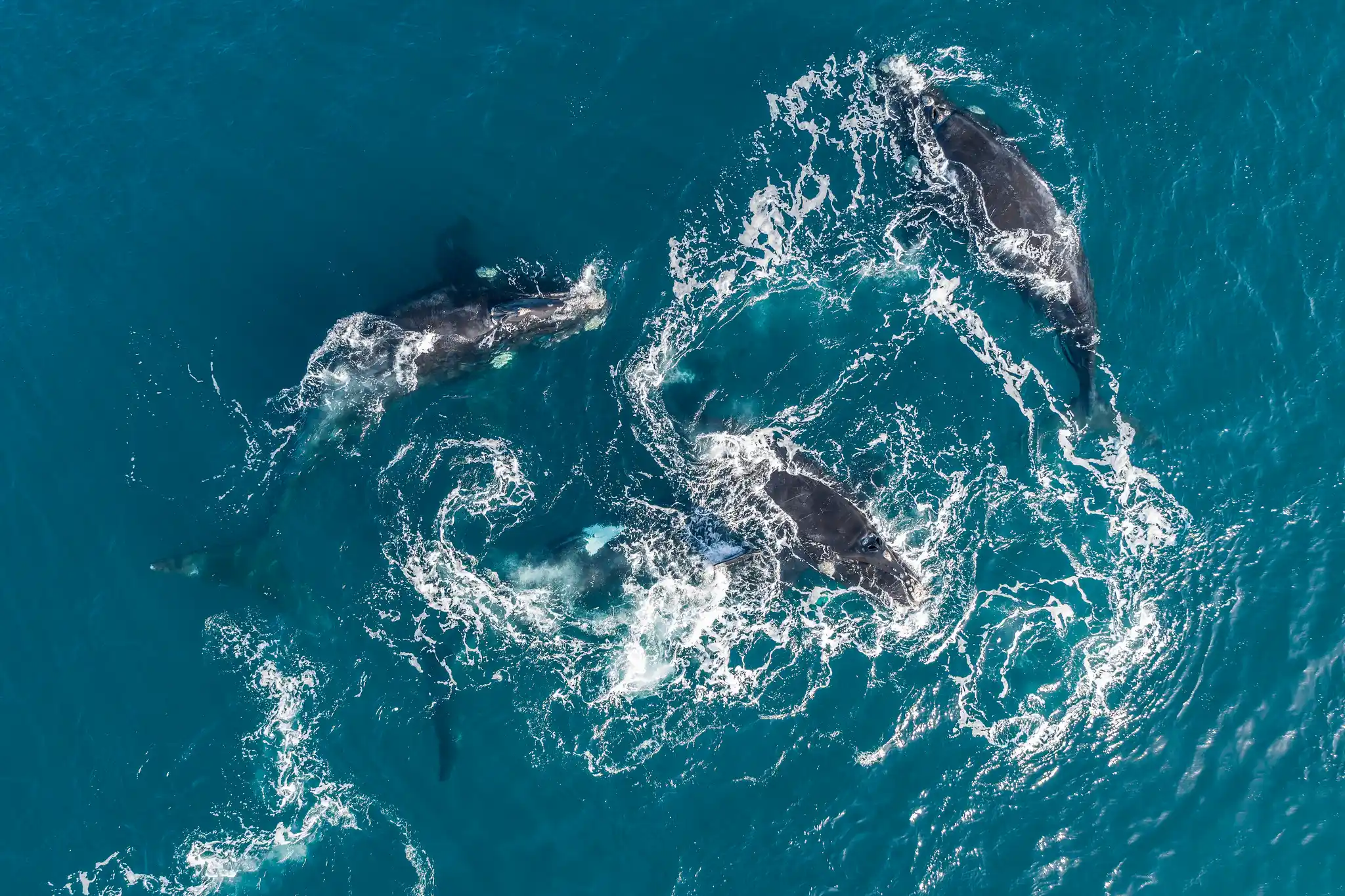 St Argentina Nuevo Gulf Valdes Peninsula Southern Right Whales Shutterstock Wildestanimal