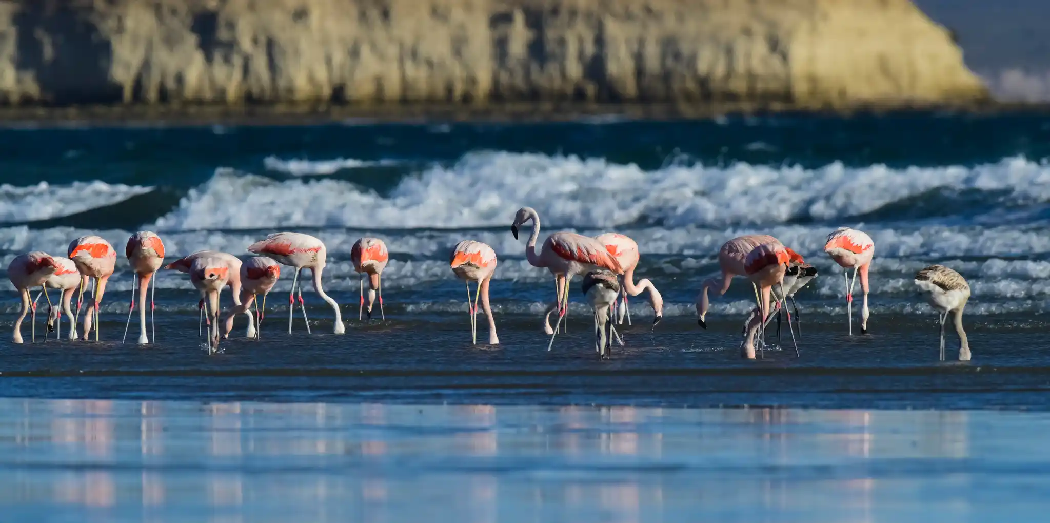 St Argentina Valdes Peninsula Flamingo Shutterstock Foto4440