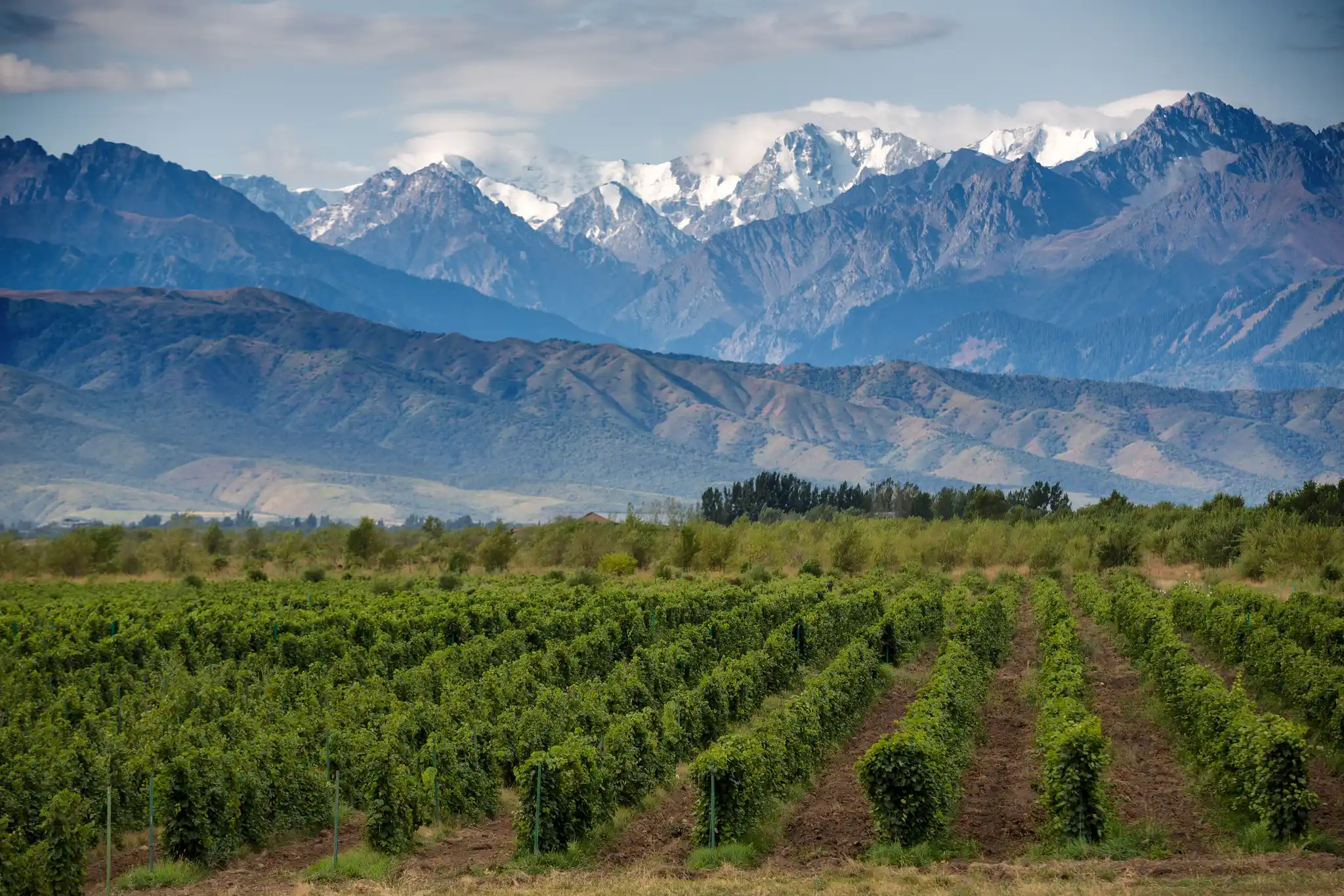 St Argentina Mendoza Wine Region Shutterstock Alexandr Vlassyuk