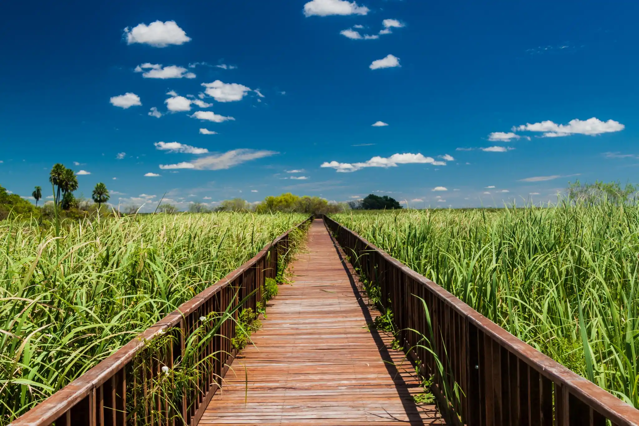 St Argentina Ibera Wetlands Boardwalk Matyas Rehak