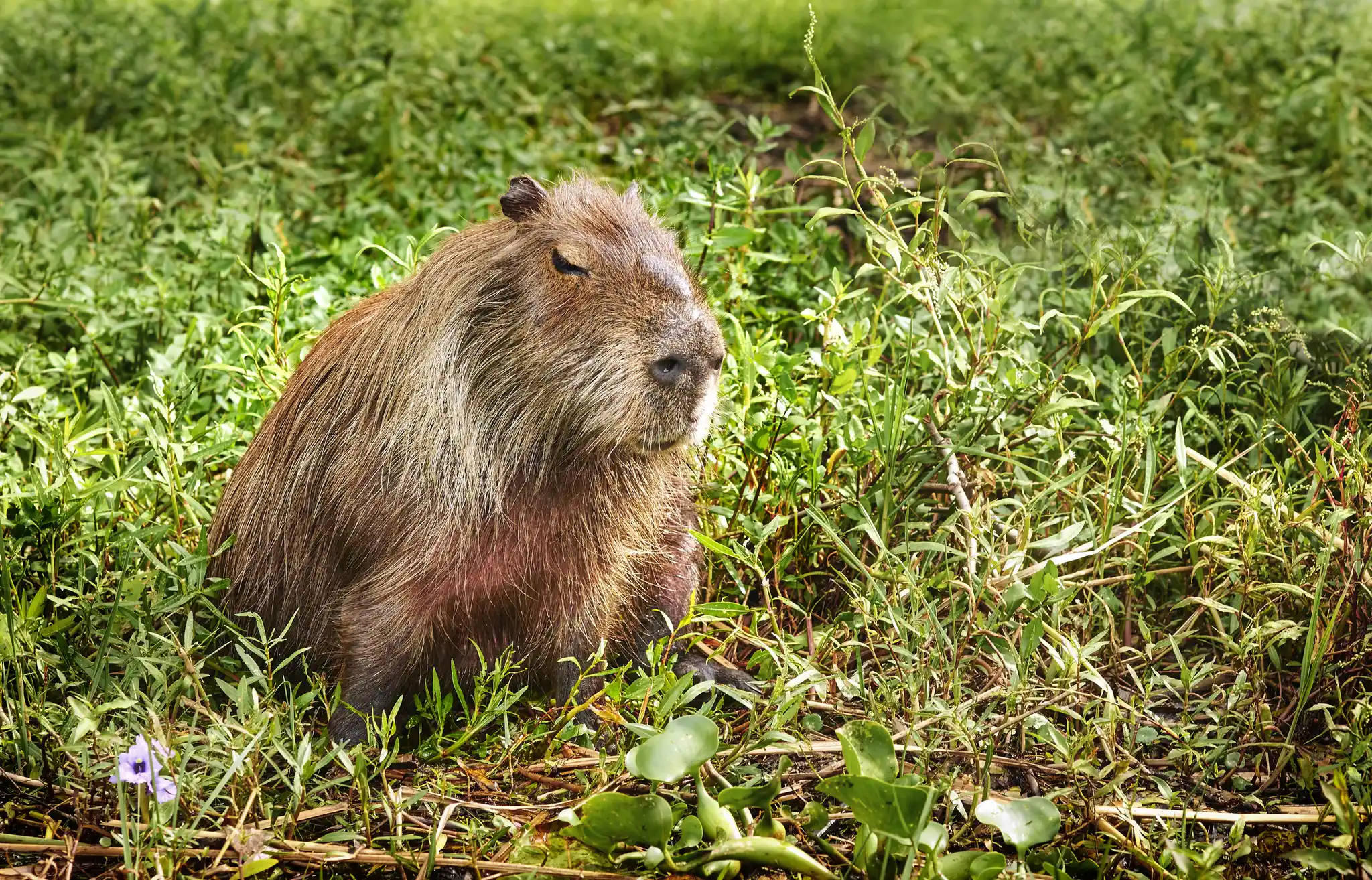 Argentina Capybara Aleksandra H Kossowska