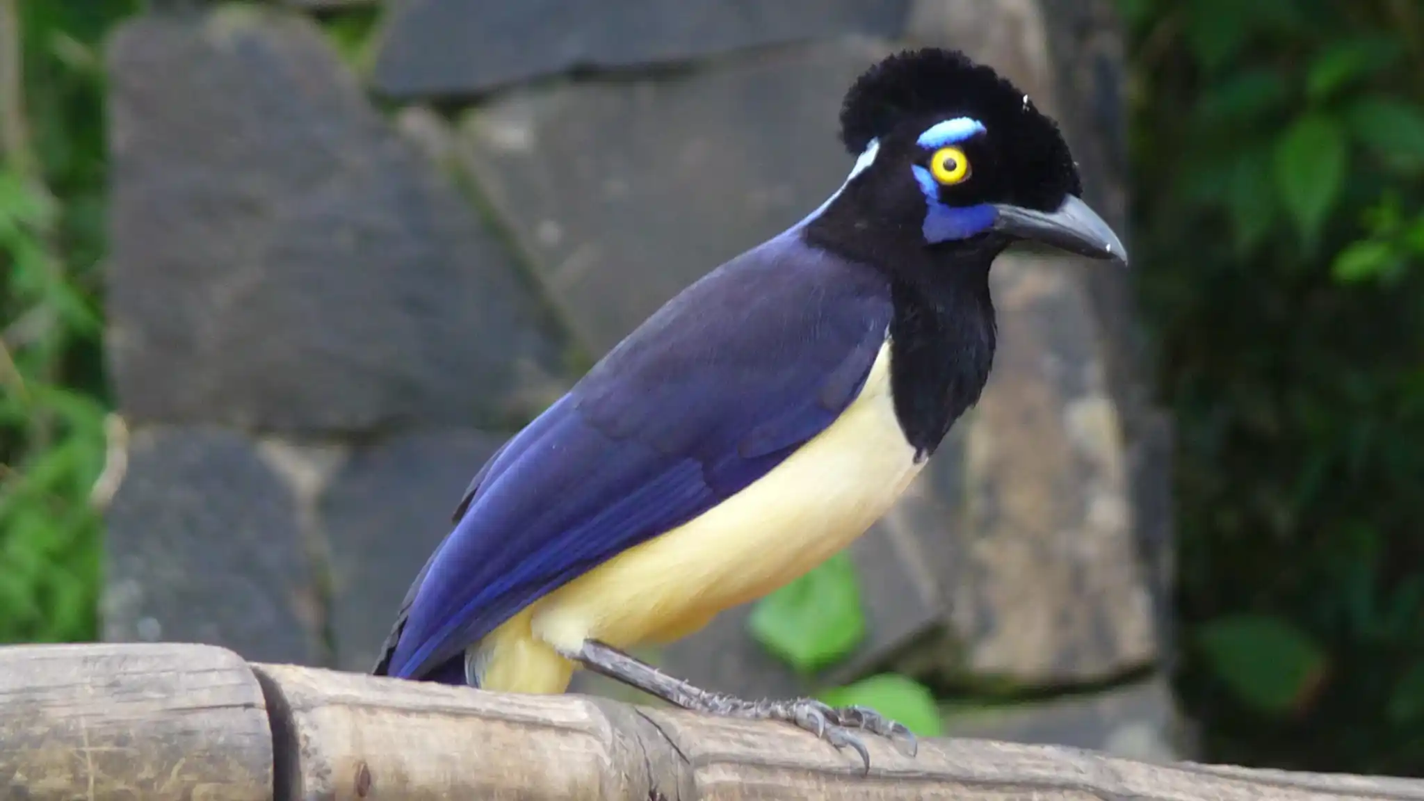 Argentina Alex Wilson Iguassu Falls Bird