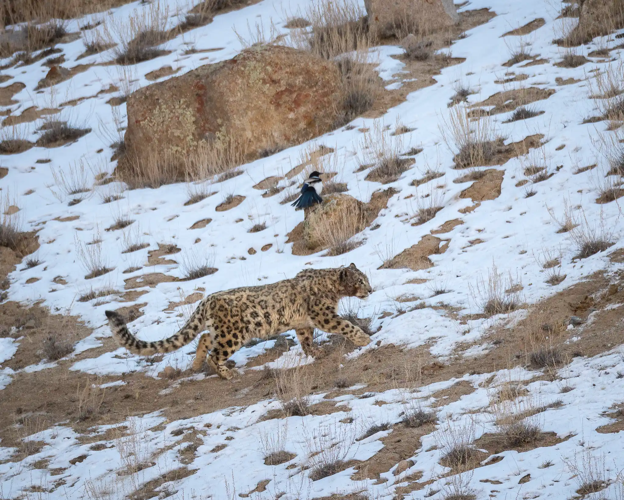 Snow Leopard Ladahk