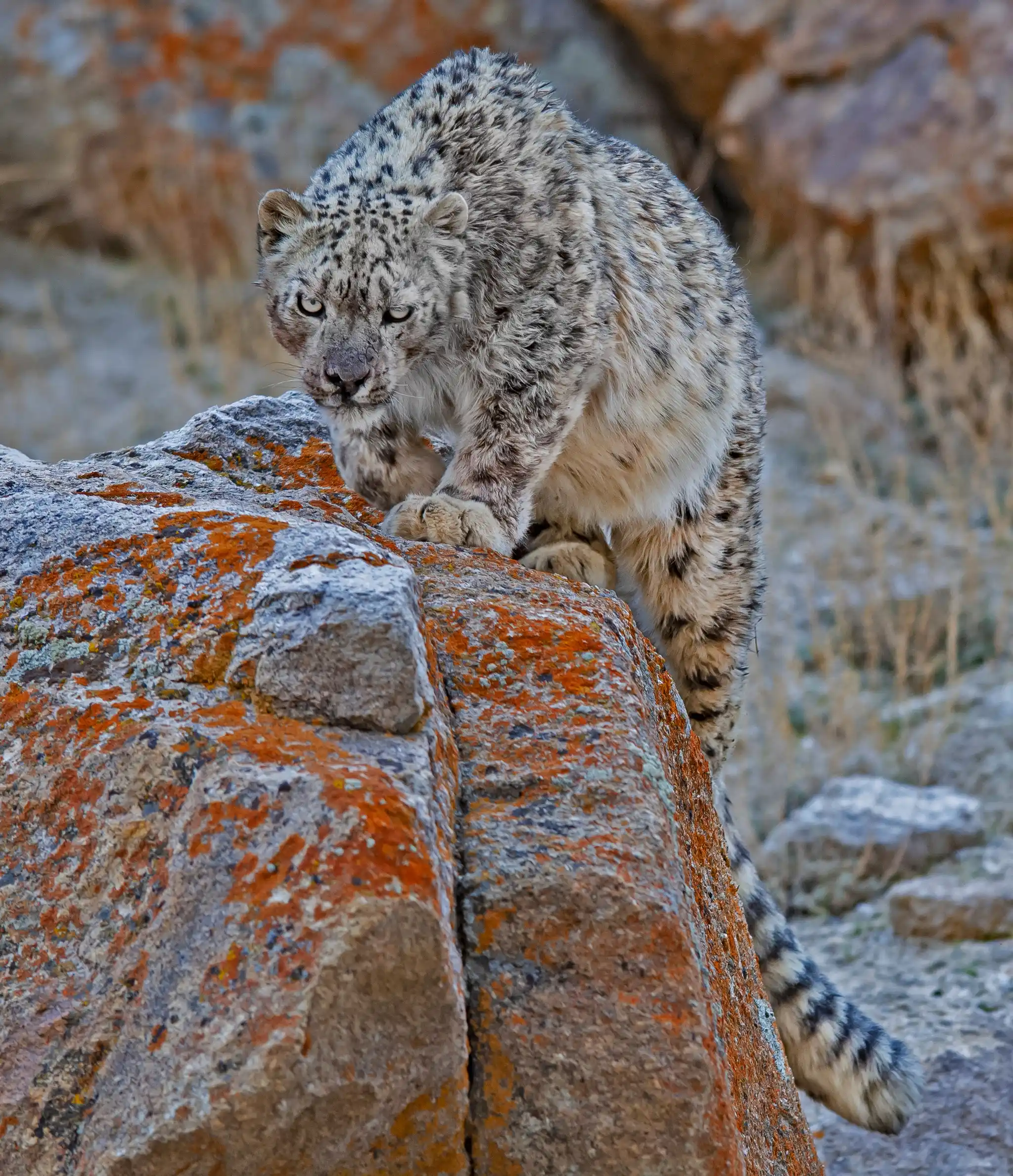 Close Up Snow Leopard Ladakh