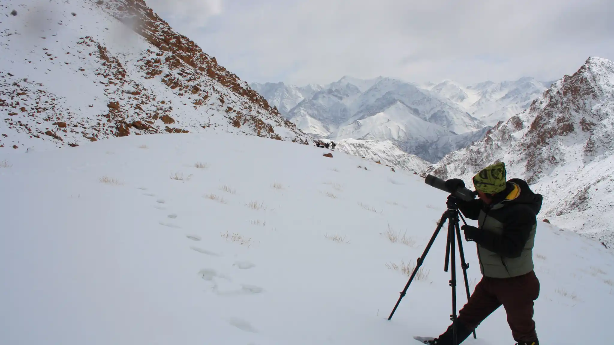Snow Leopard Safari Photography