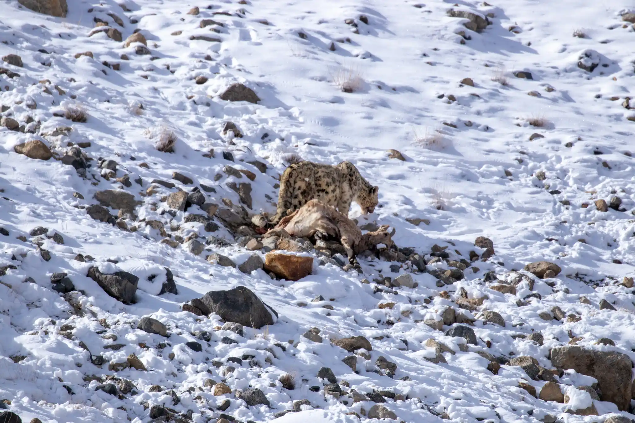 Snow Leopard In Ladakh In Snow