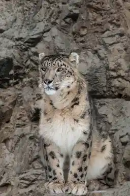 Snow Leopards & the High Himalayas