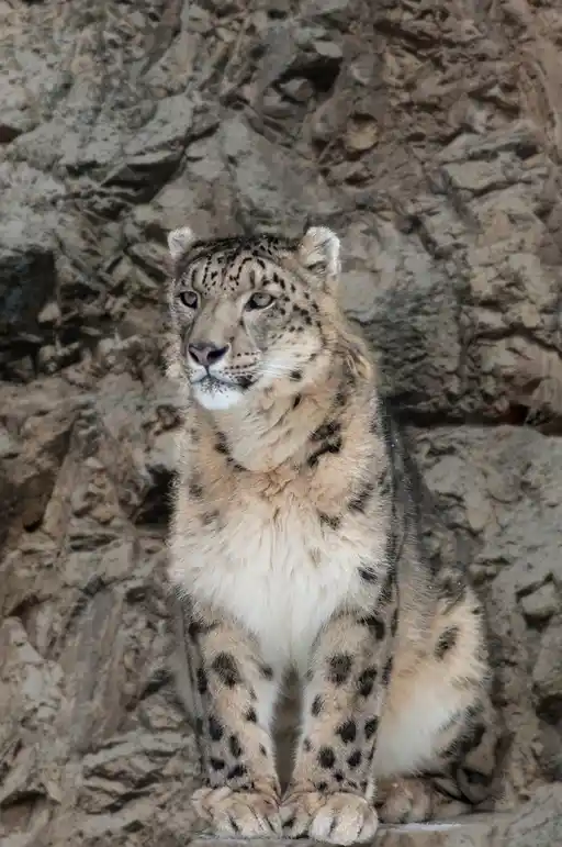 Close Up Male Snow Leopard