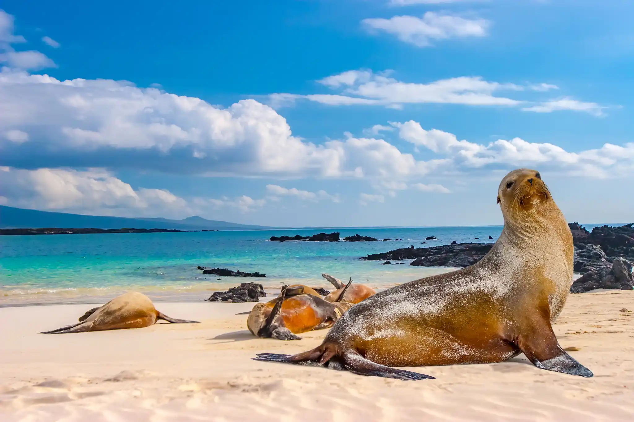 St Galapagos Sealion Shutterstock Fotogrin
