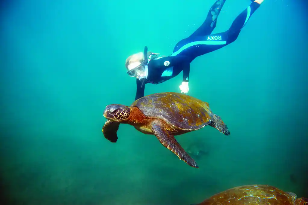 INTEGRITY Snorkel With Sea Turtle Cmyk Weston Walker