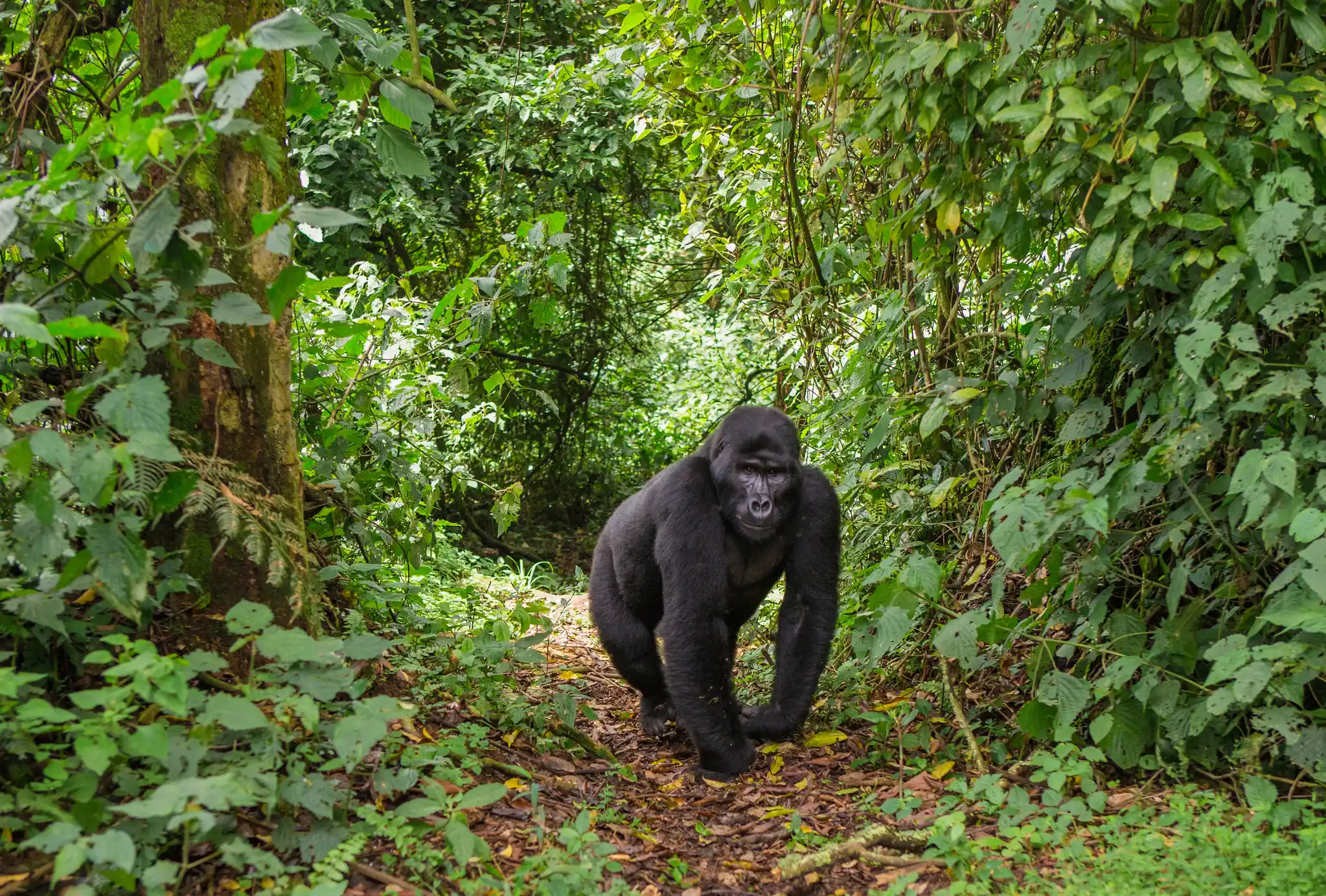 St Uganda Bwindi Impenetrable Forest Mountain Gorilla Shutterstock Gudkov Andrey