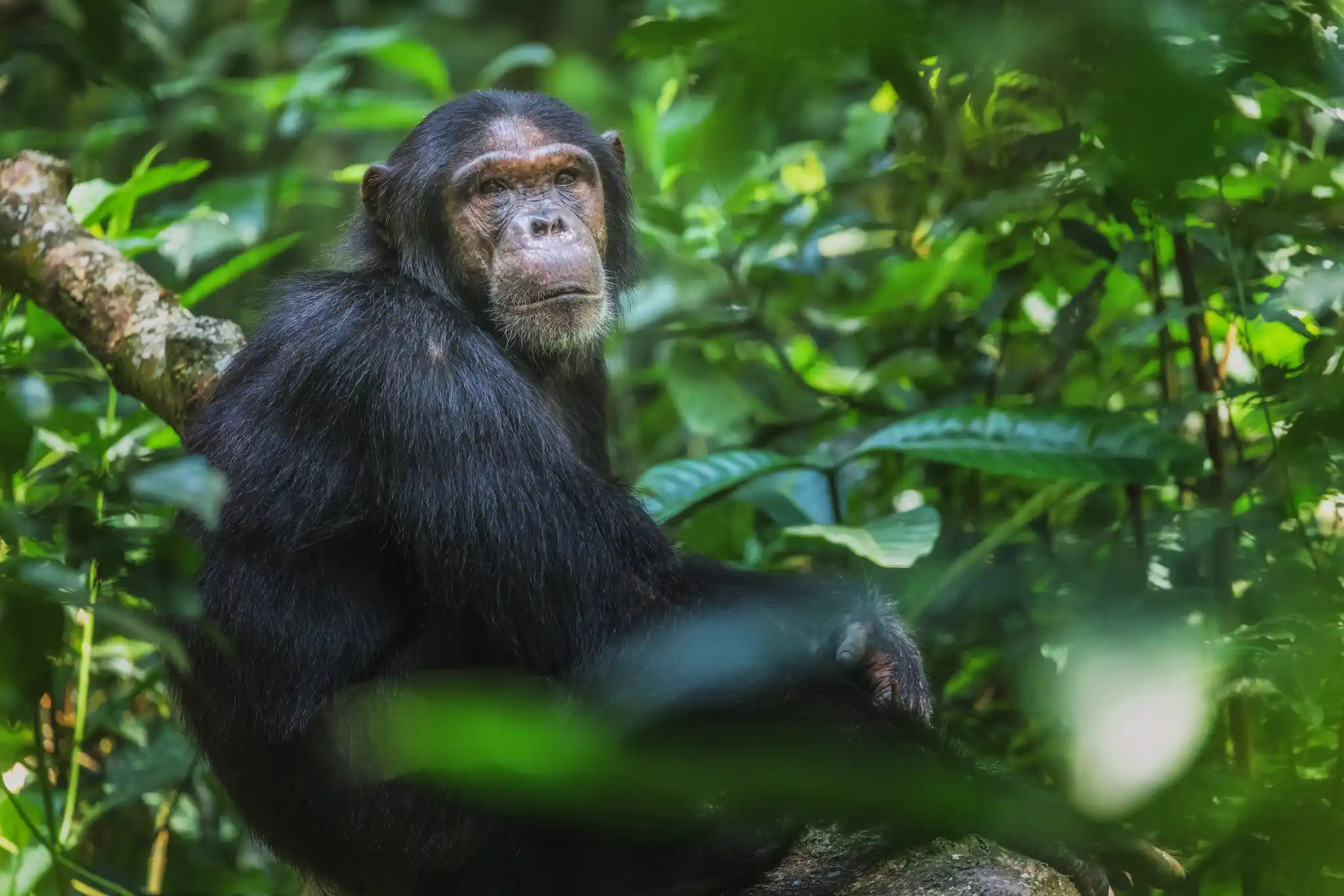 St Uganda Kibale Chimpanzee Shutterstock Kim Paffen