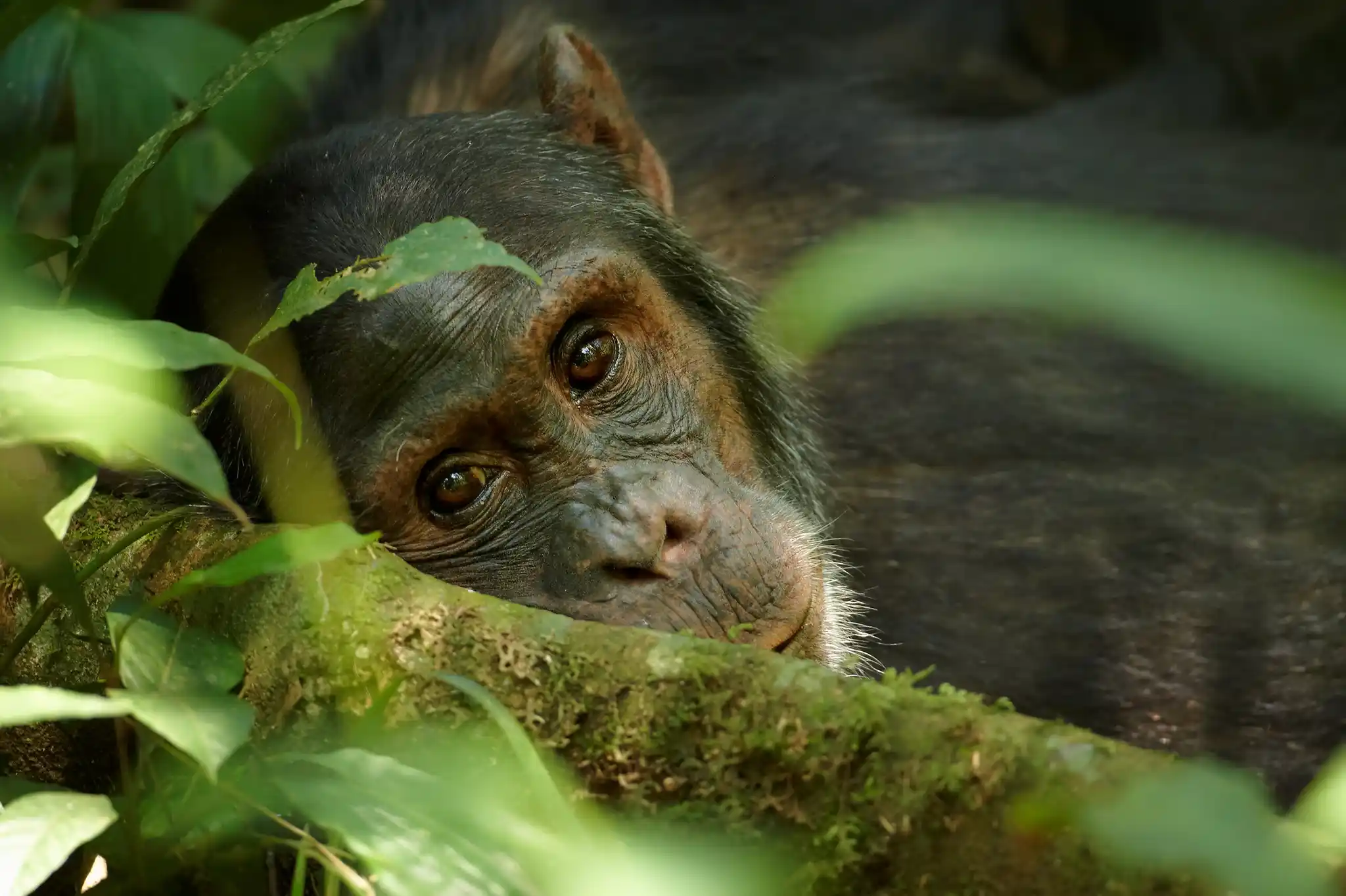 St Uganda Kibale Chimpanzee Shutterstock Martin Mecnarowski