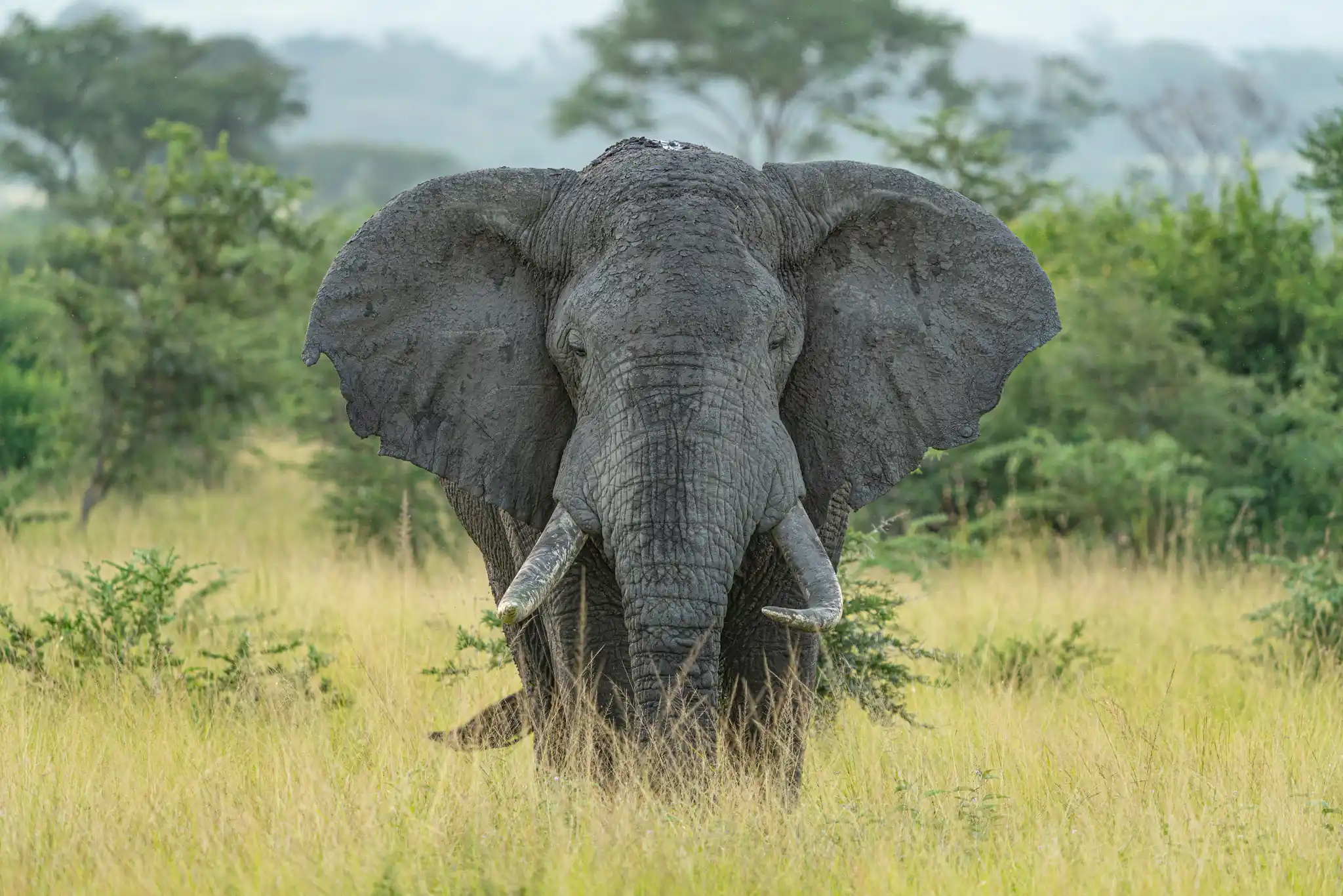 St Uganda Elephant Shutterstock Enrico Pescantini