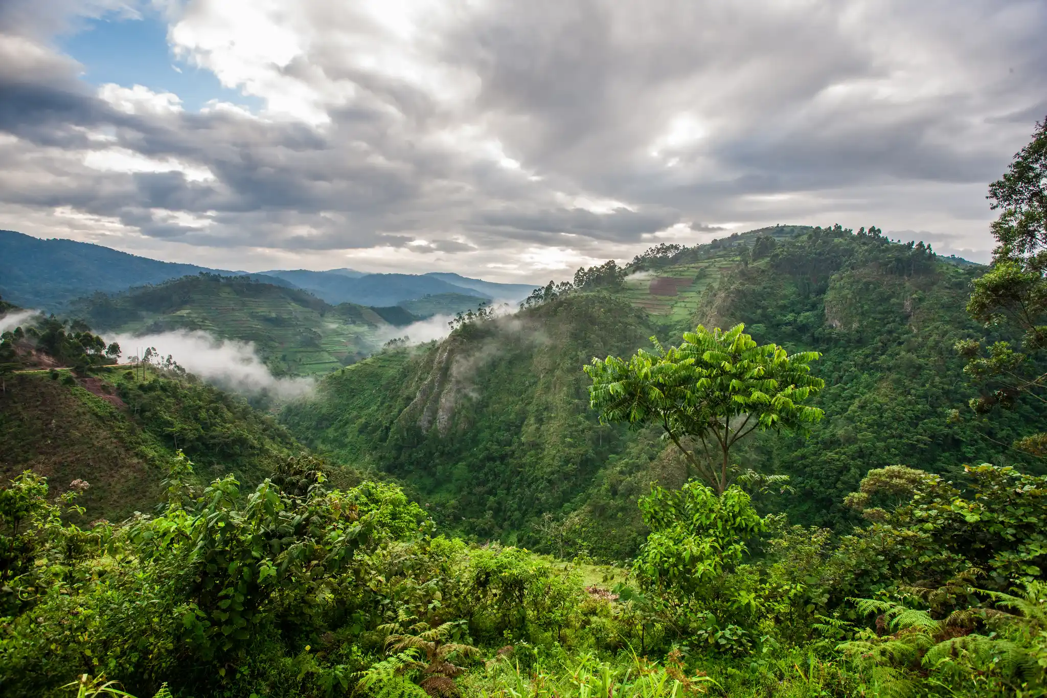 St Uganda Bwindi Impenetrable National Park Travel Stock