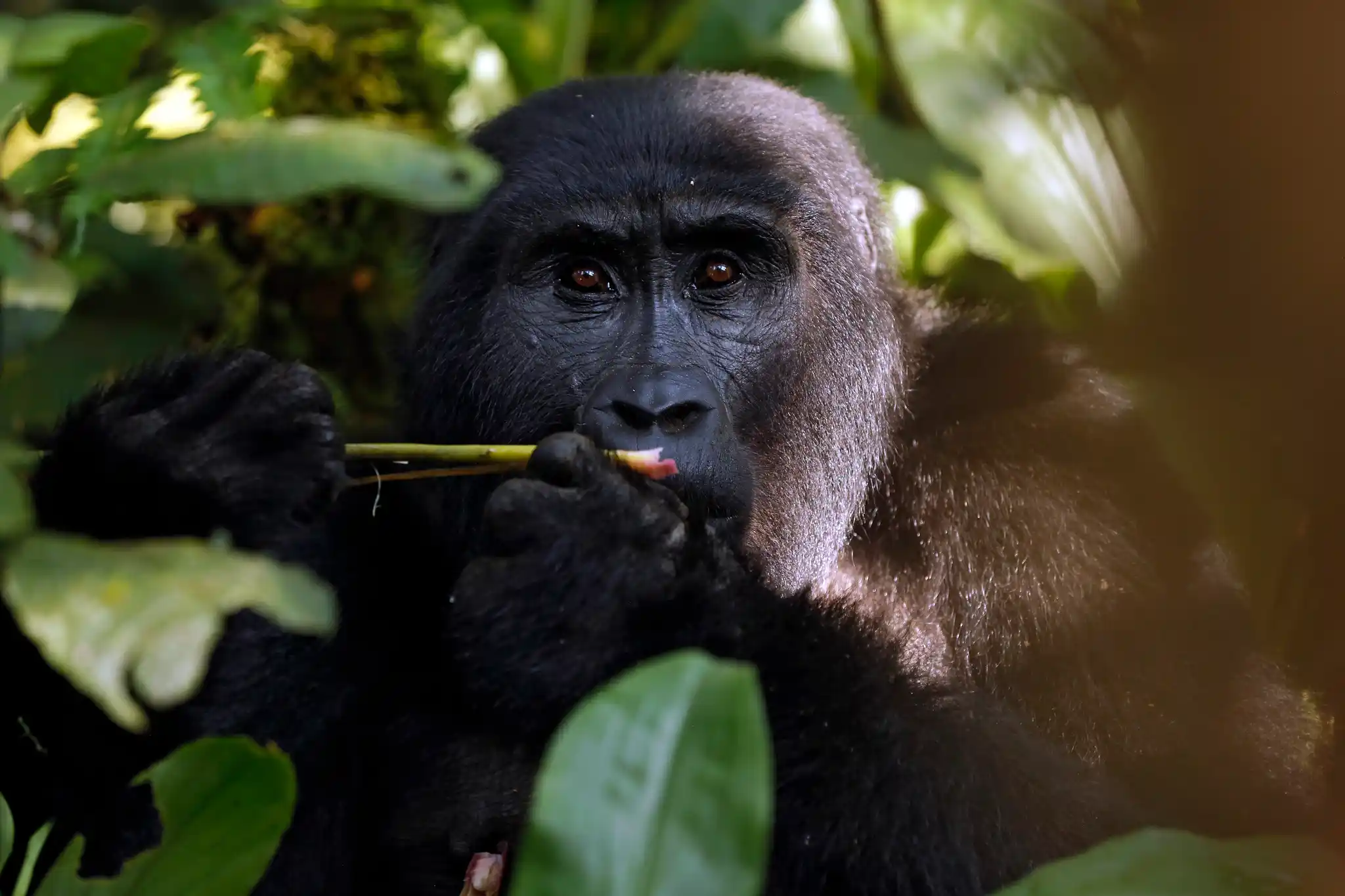 St Uganda Bwindi Impenetrable Forest Mountain Gorilla Shutterstock Daniel Lamborn by Daniel Lamborn