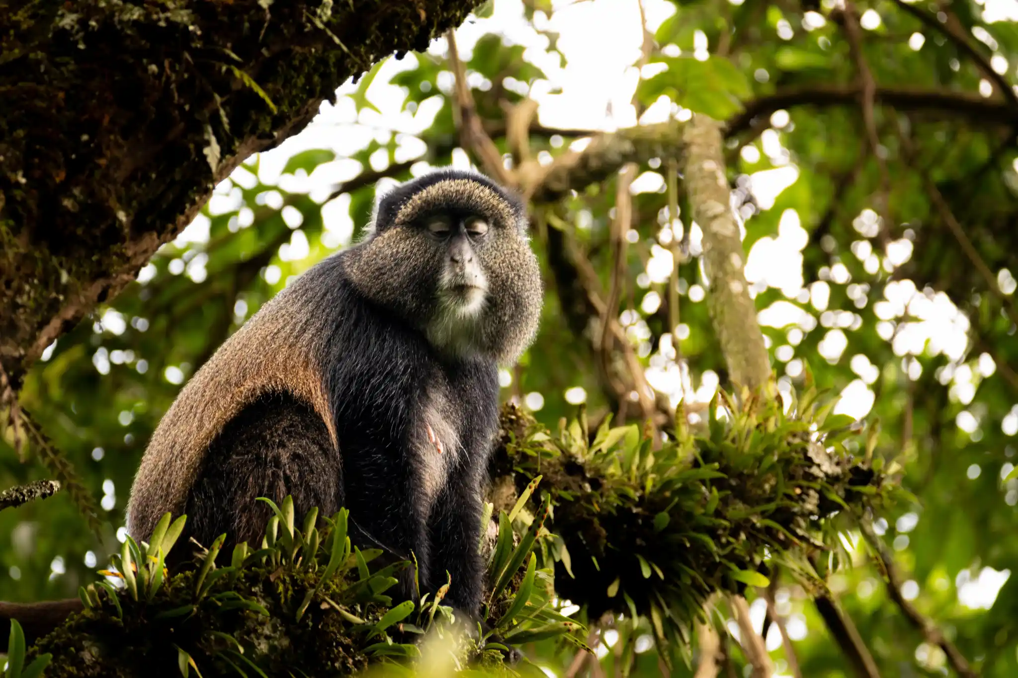 St Uganda Golden Monkey Rick Massar by Rick Massar