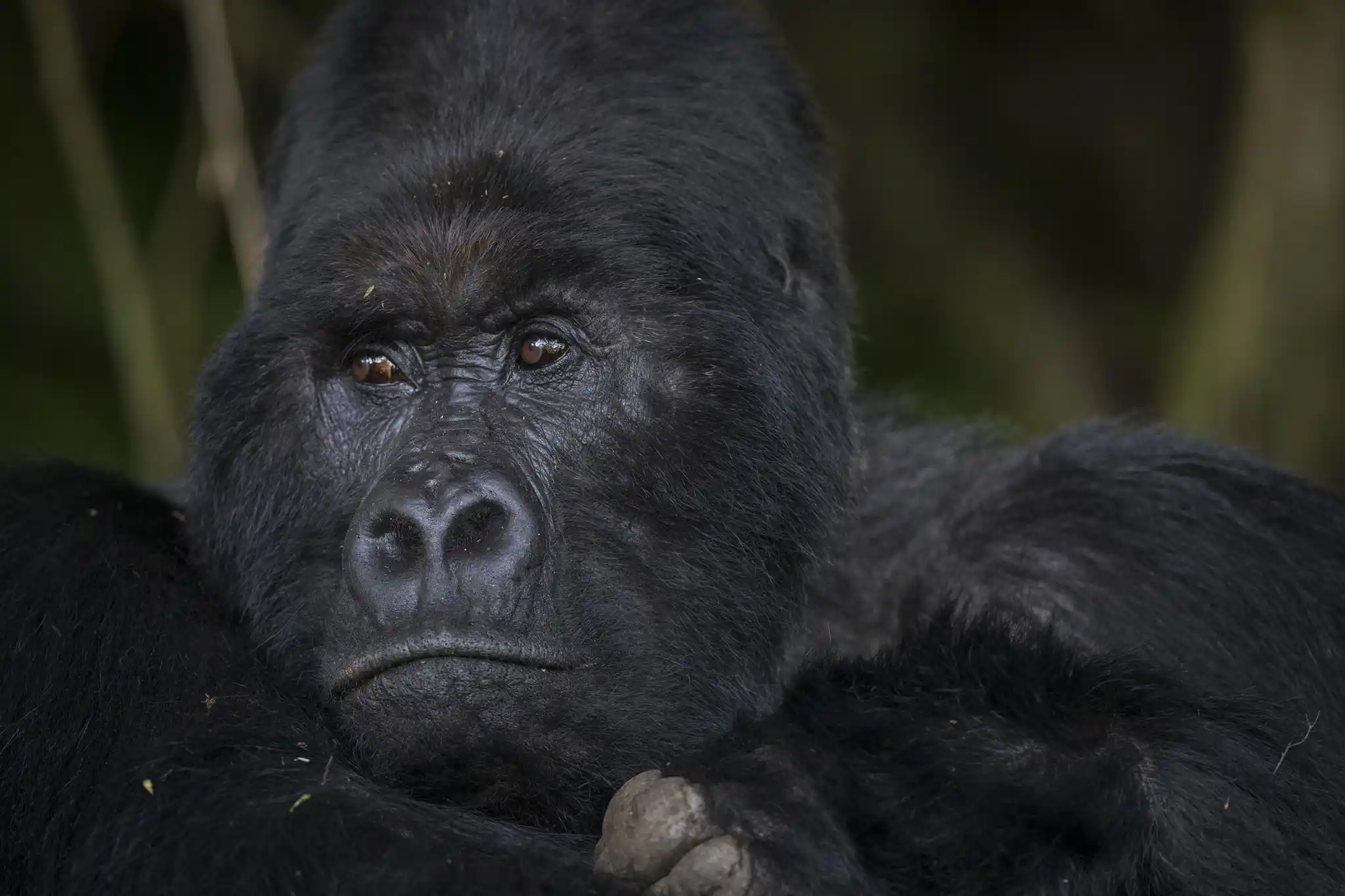 Mount Gahinga Lodge Gorilla