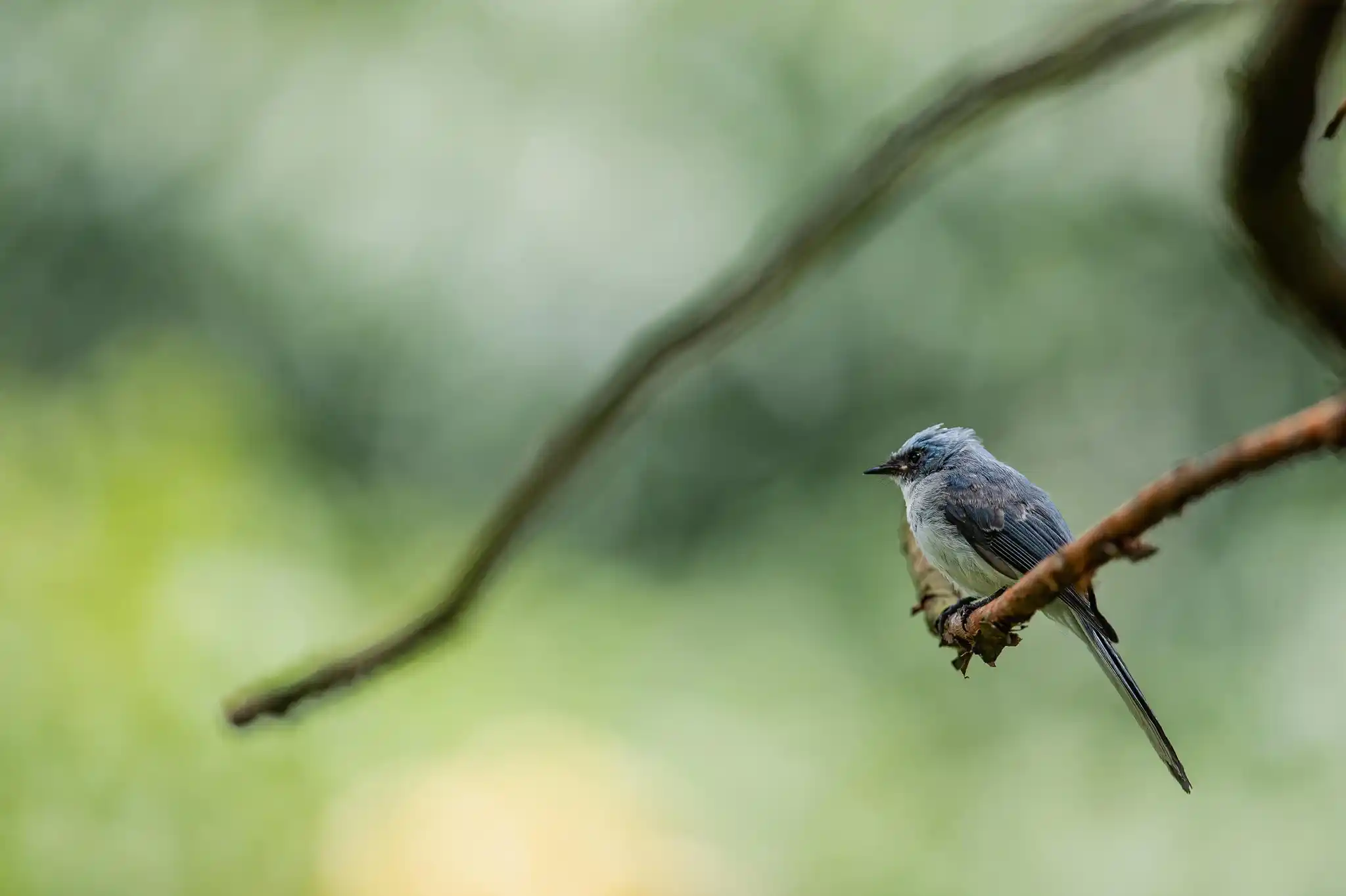 Mount Gahinga Lodge Bird