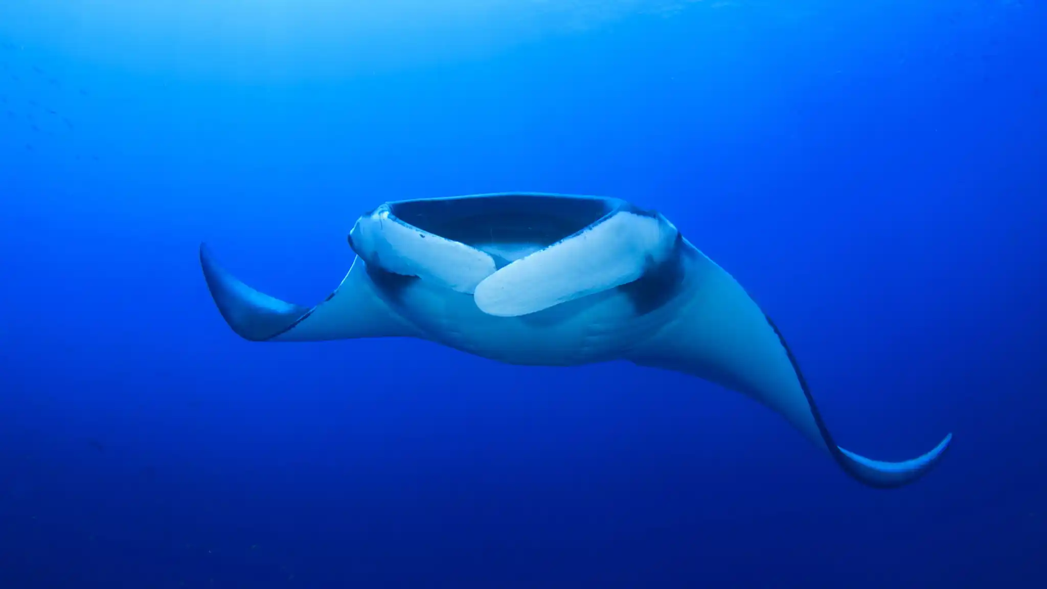 Nws St Indian Ocean Manta Ray