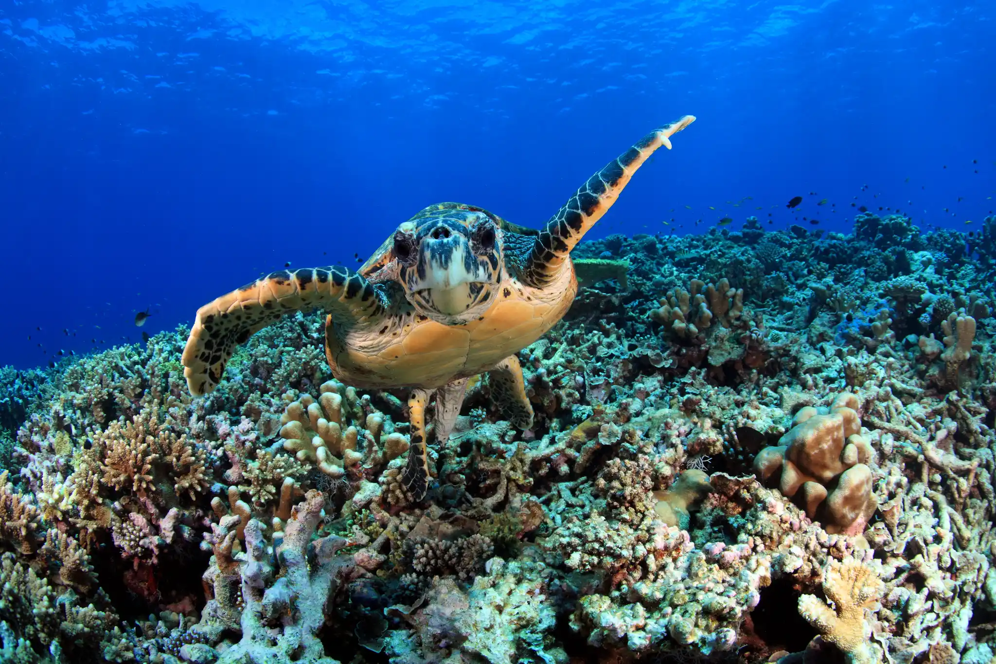 Indian Ocean Hawksbill Turtle Aquapix