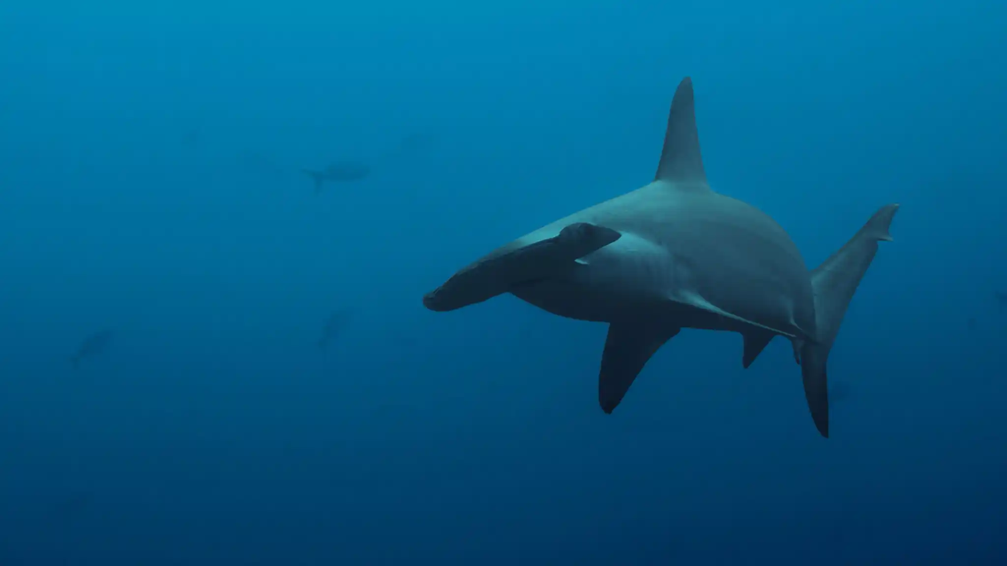 Nws St Indian Ocean Hammerhead