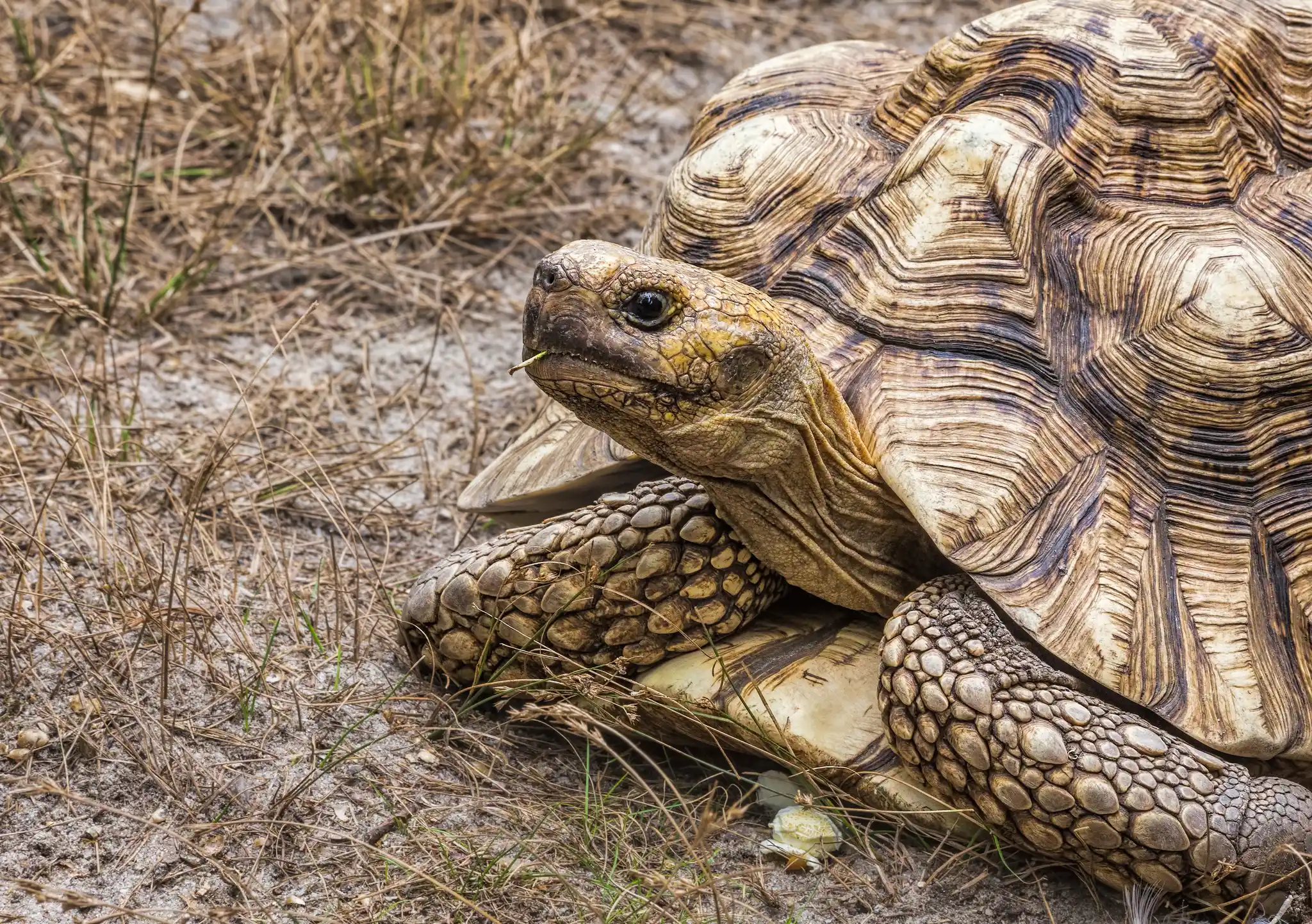 Indian Ocean Aldabra Giant Tortoisee Stephen Bonk