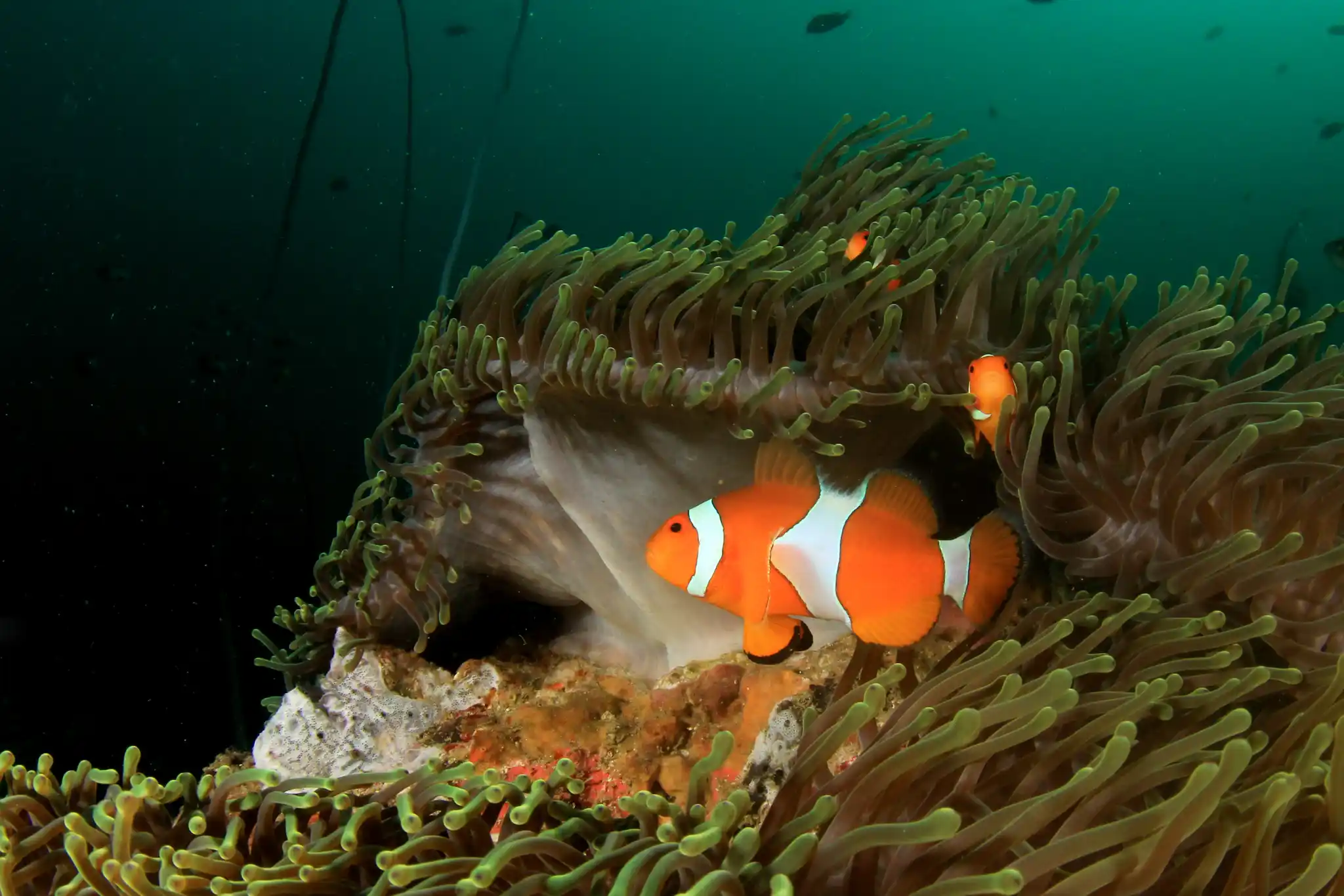 Indian Ocean Clownfish Rich Carey