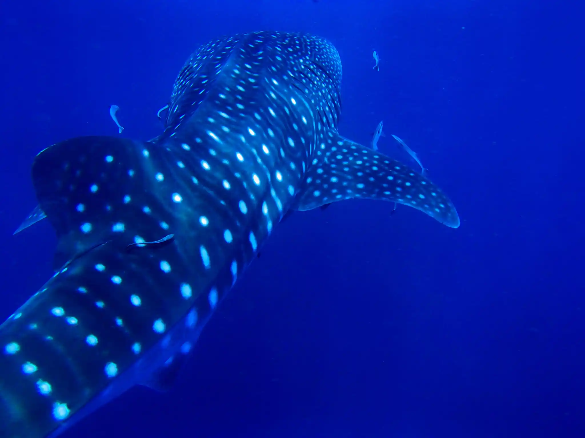 Whale Shark Ardanssas Sail Rock by ardanssas