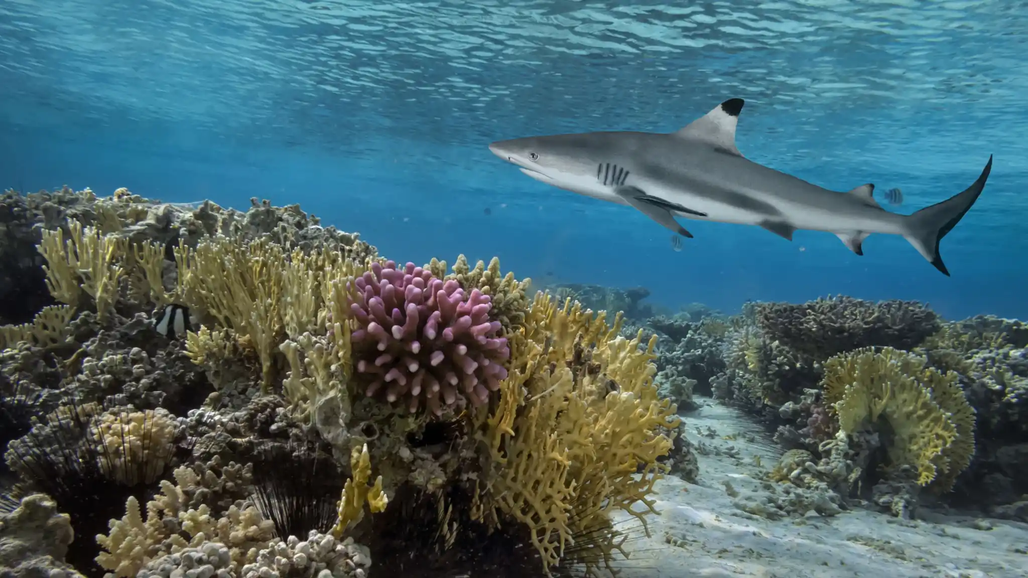 Nws St Indian Ocean Reef Shark