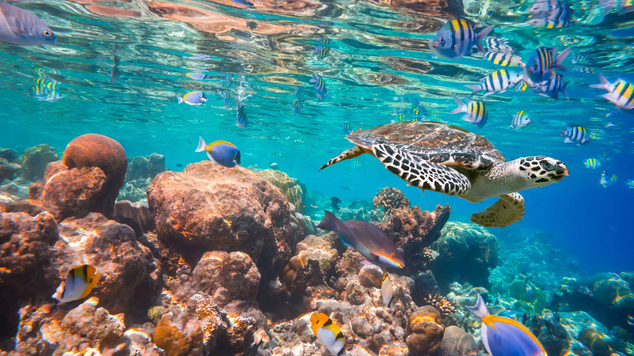 Nws St Indian Ocean Turtle
