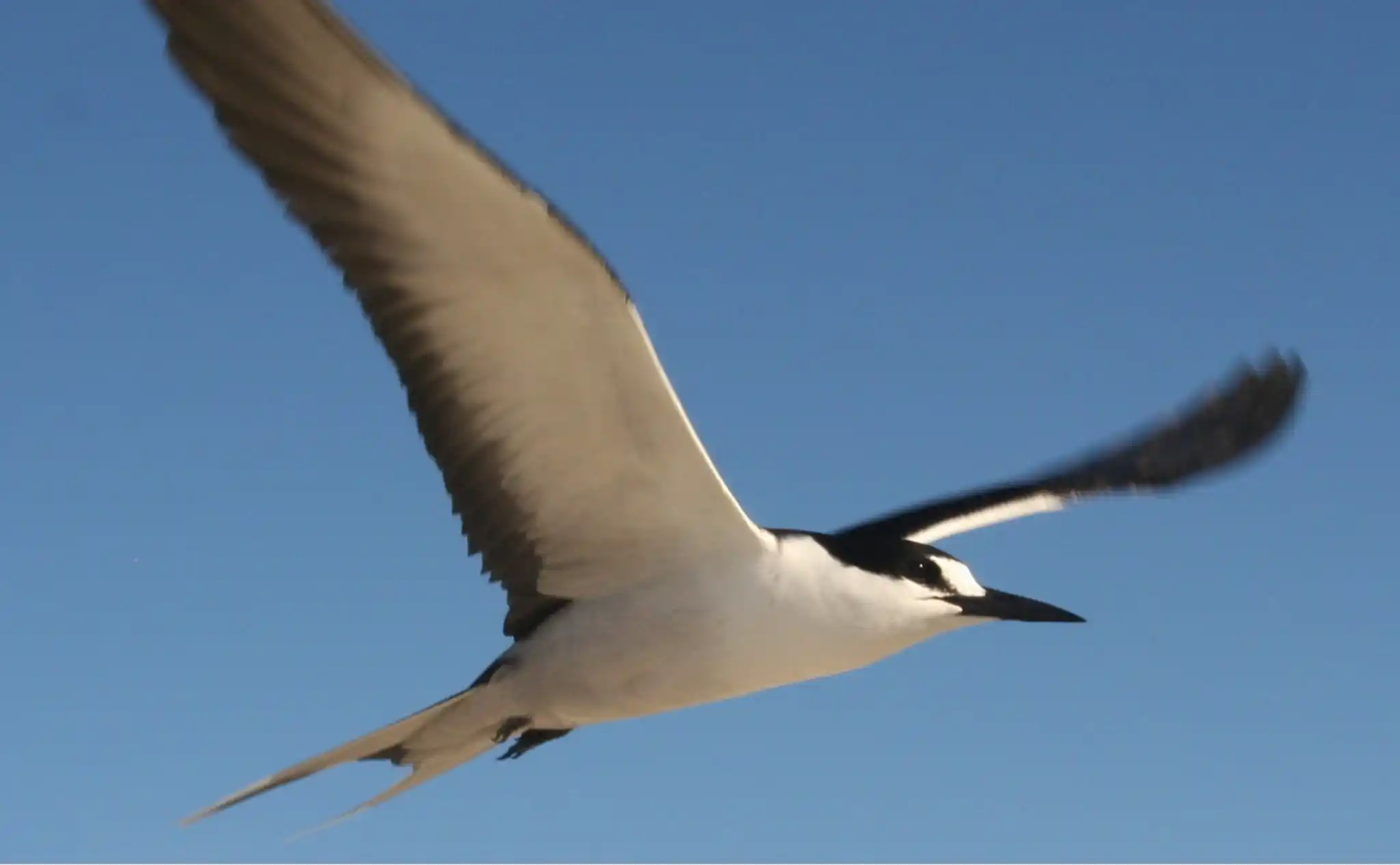 Smokey Tern