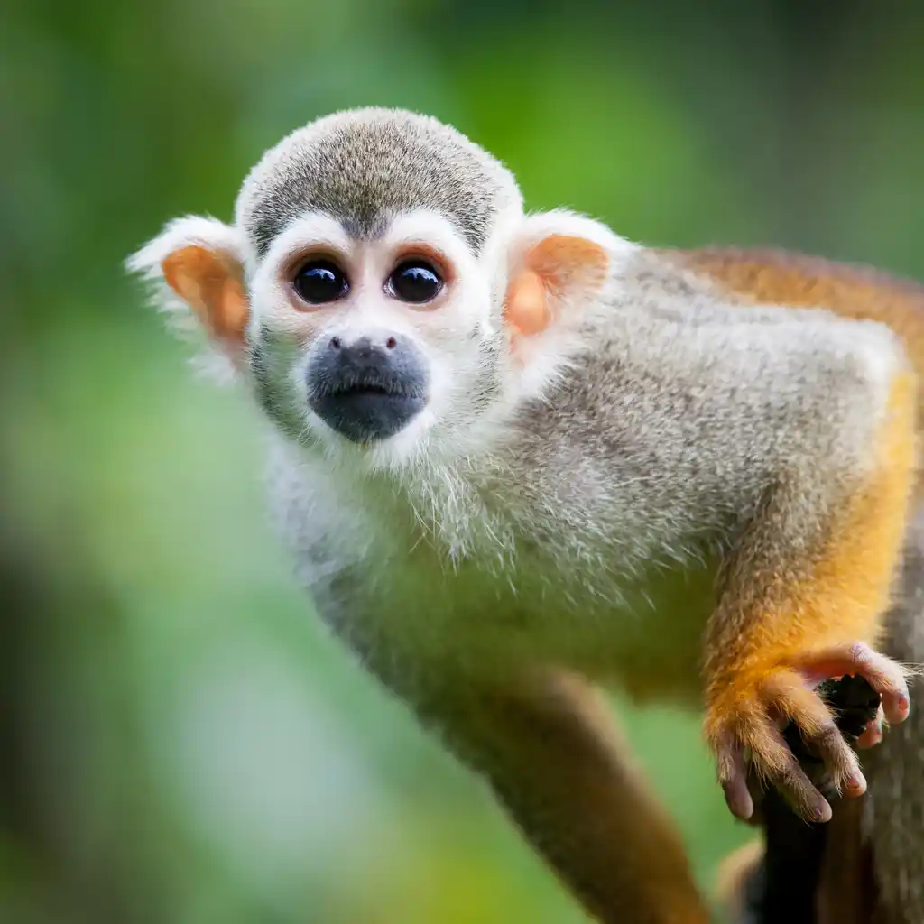 St Common Squirrel Monkey Guyana