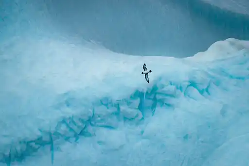 Sl Nws Antarctica Iceberg Bird Dec Credit Andrew James