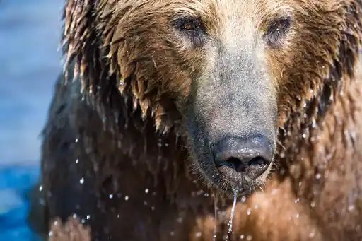 St Alaska Brown Bear Close Up Lorraine Logan