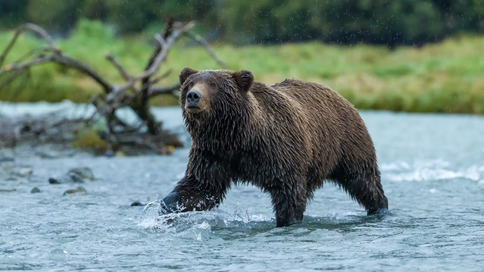 Cl Alaska Grizzly Bear Credit Richard Denyer