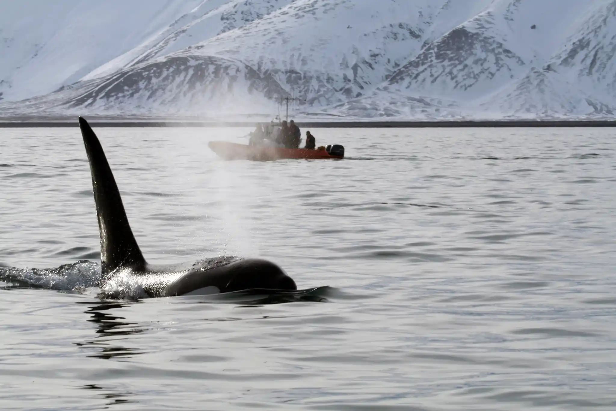 Norway Orca Zodiac Patrick Dykstra