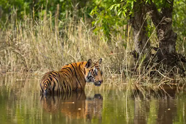St India Bandhavgarh National Park Bengal Tiger Shutterstock Sourabh Bharti