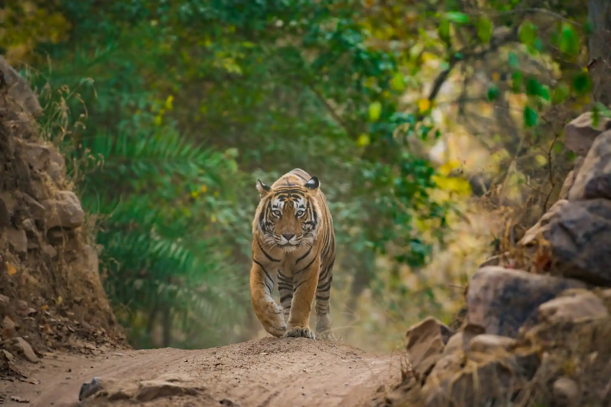 St India Ranthambore National Park Bengal Tiger Shutterstock Sourabh Bharti